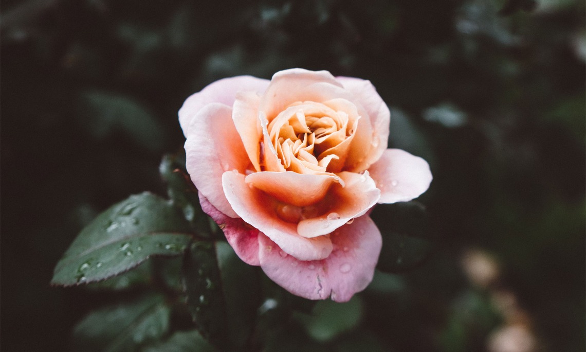 Abundant Life: Blooming Rose